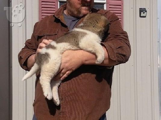 Ιαπωνικά Akita.